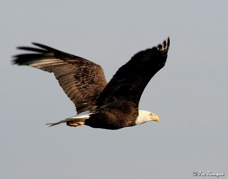 BaldEagle_9927.jpg