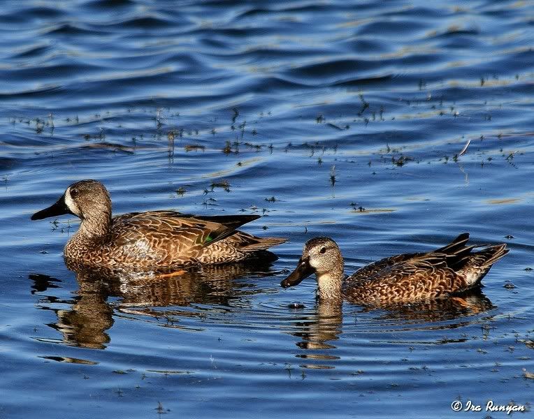 BlueWingedTeal_2952.jpg