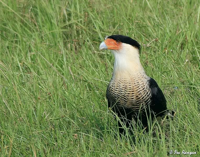 Caracara_0651.jpg