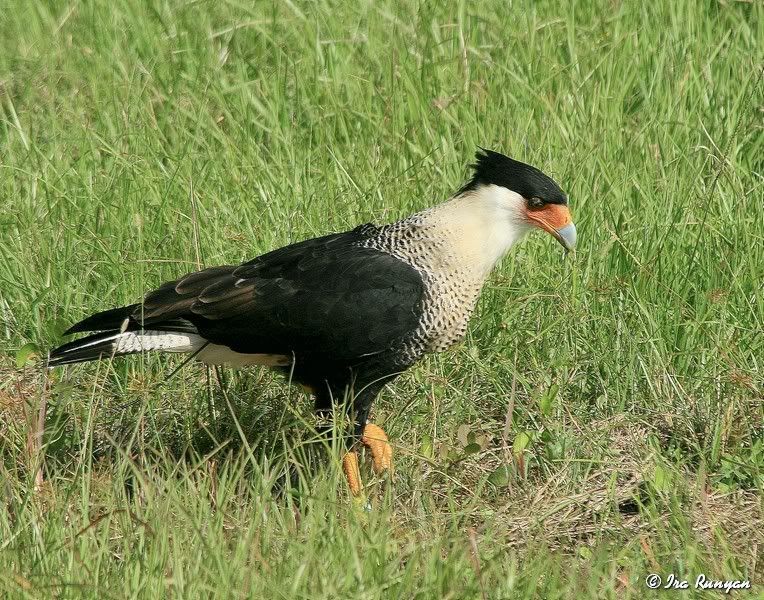 Caracara_0664.jpg