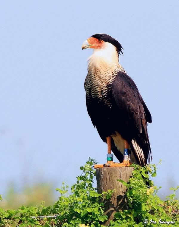 Caracara_0686.jpg