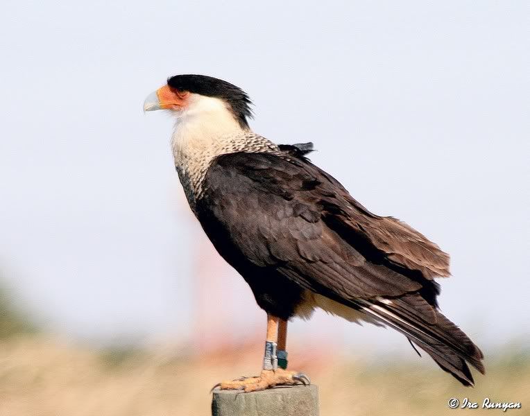 Caracara_1703.jpg