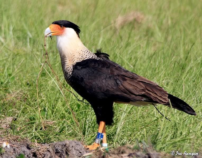 Caracara_2126.jpg