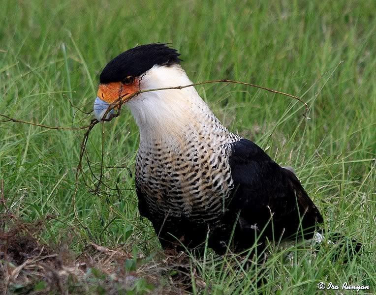 Caracara_2147.jpg