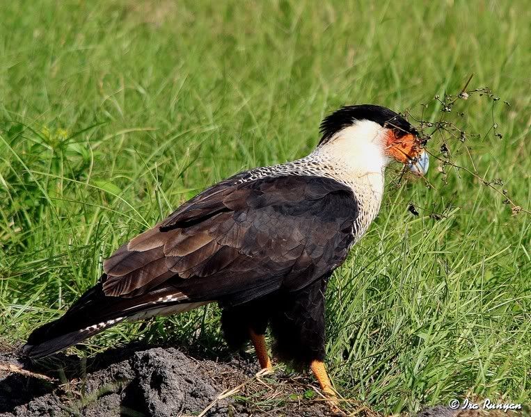 Caracara_2195.jpg