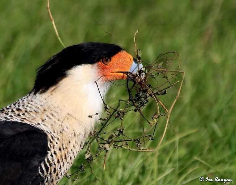 Caracara_2211.jpg