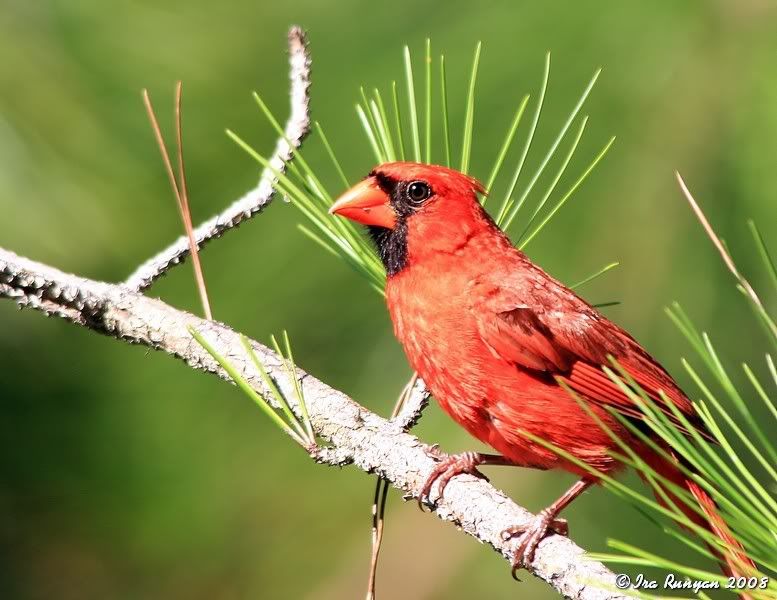 Cardinal_7549.jpg