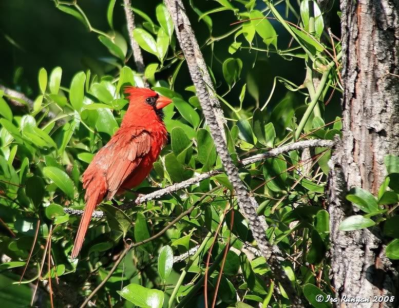 Cardinal_7591.jpg