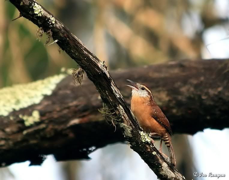 CarolinaWren_9950.jpg