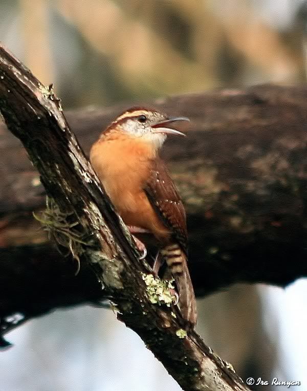 CarolinaWren_9956.jpg