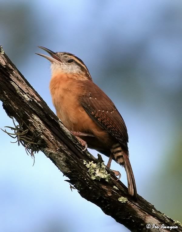 CarolinaWren_9965.jpg