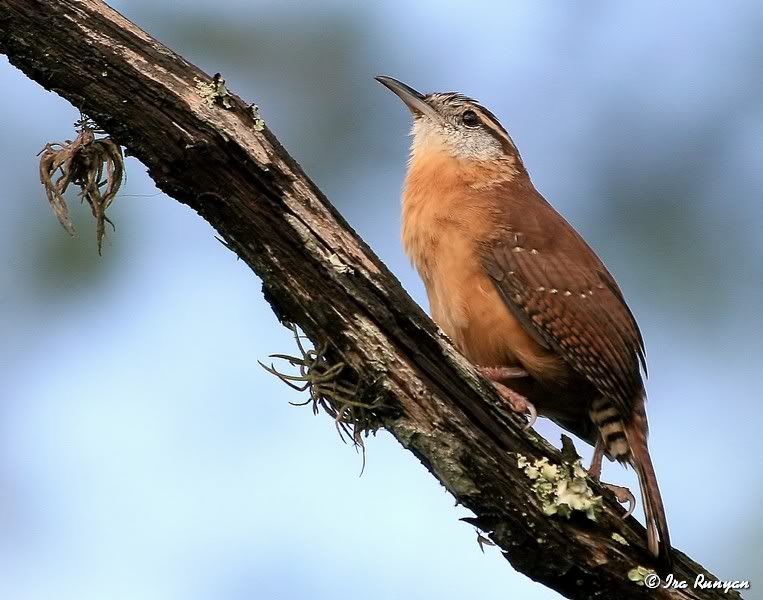 CarolinaWren_9974.jpg