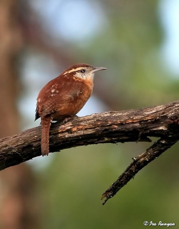 CarolinaWren_9982.jpg