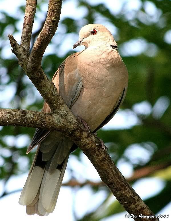 CollaredDove_5509.jpg