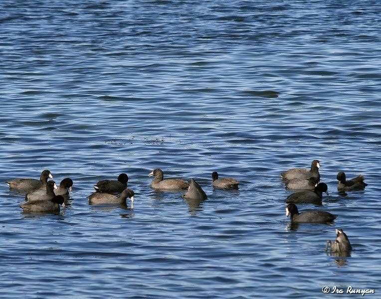 Coots_2860.jpg