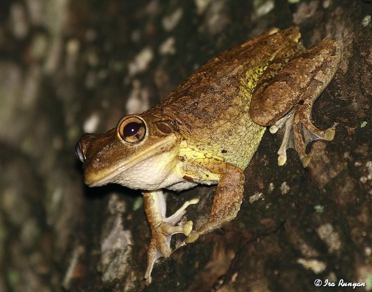 CubanTreeFrog_0047.jpg