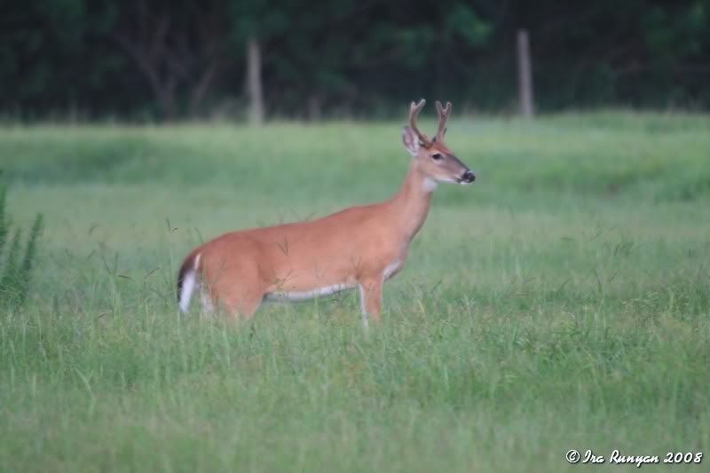 Deer_7604.jpg