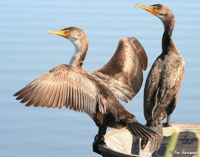 Double-crestedCormorant.jpg