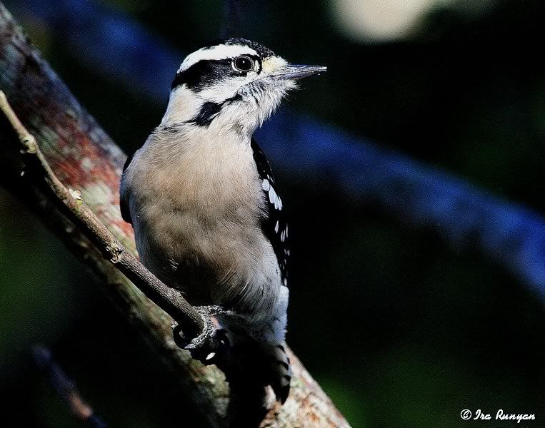 DownyWoodpecker_2715.jpg