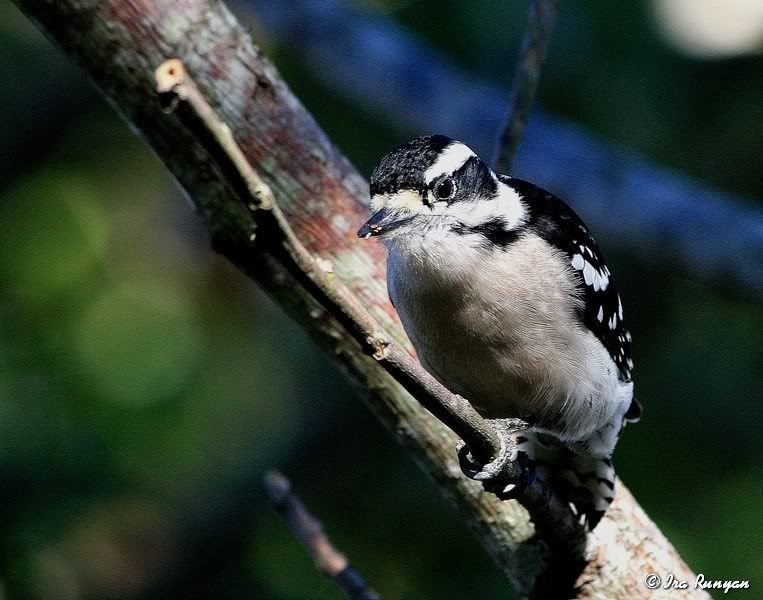 DownyWoodpecker_2717.jpg