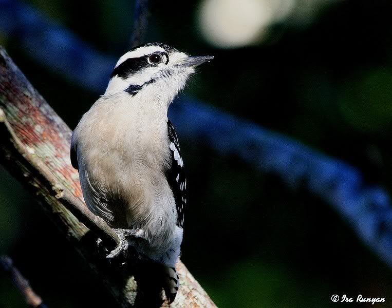 DownyWoodpecker_2721.jpg