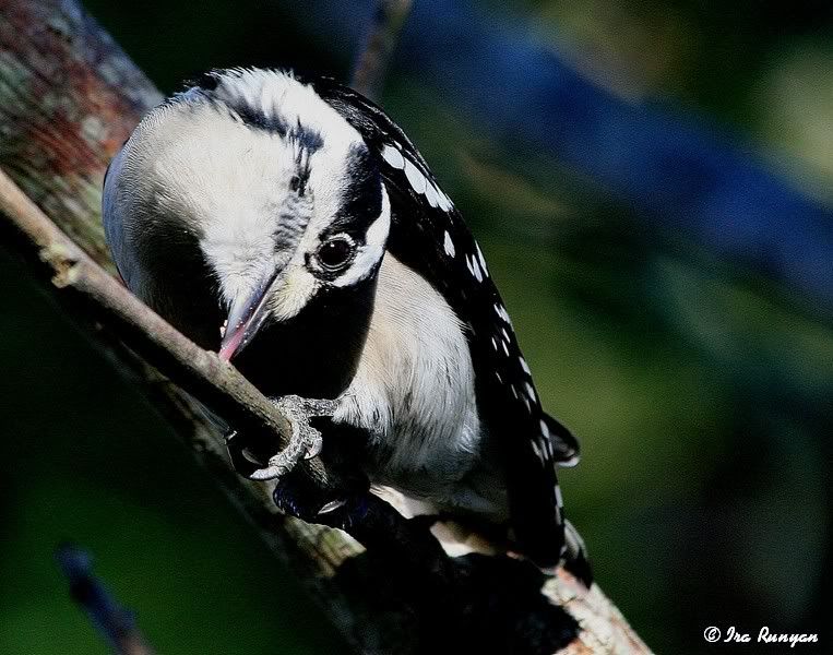 DownyWoodpecker_2741.jpg