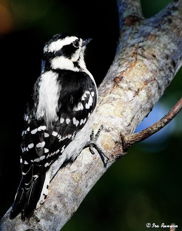 DownyWoodpecker_2762.jpg