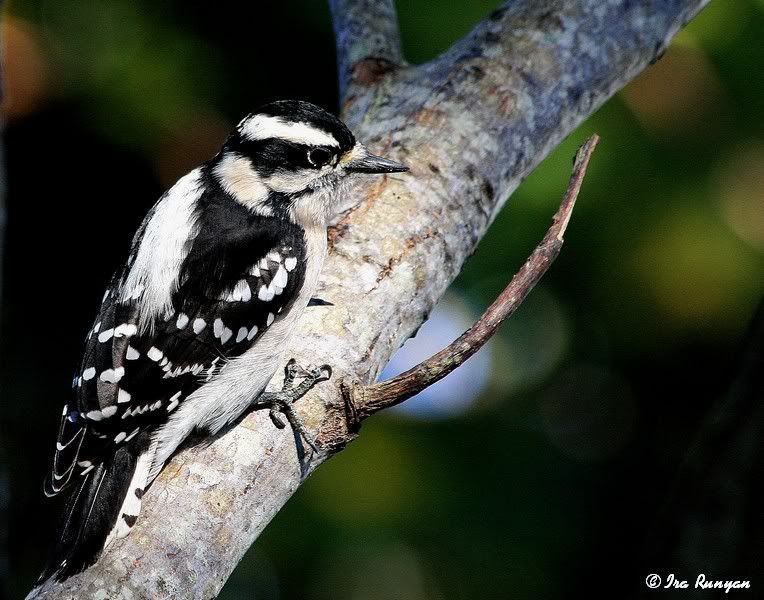 DownyWoodpecker_2763.jpg