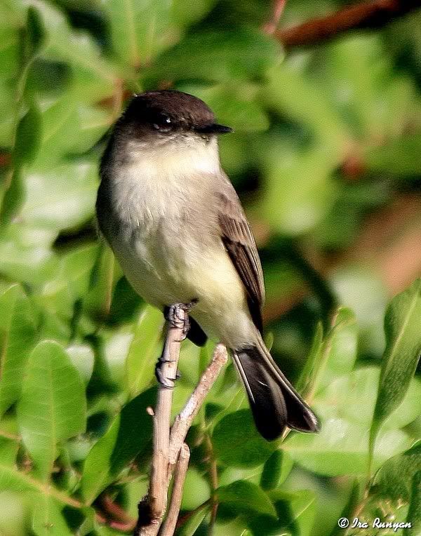 EasternPhoebe_0897.jpg