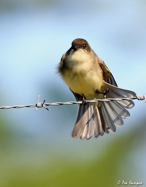 EasternPhoebe_0953.jpg