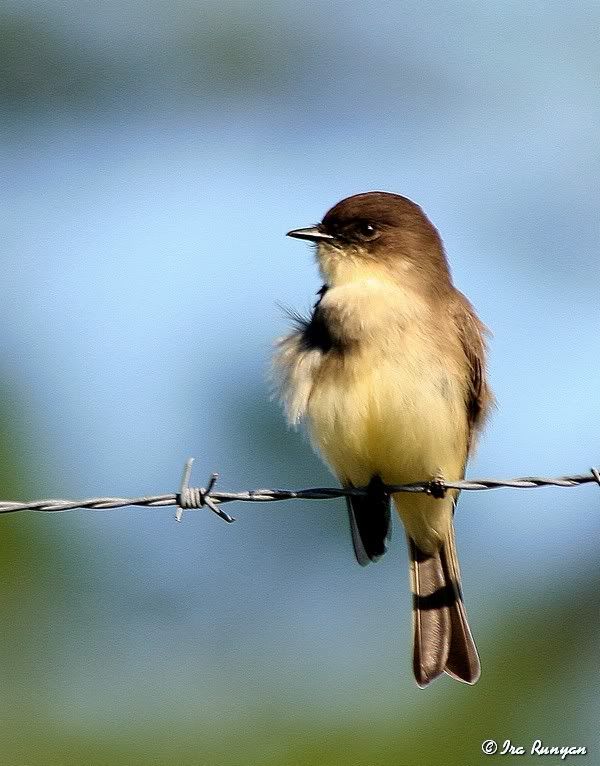 EasternPhoebe_0961.jpg