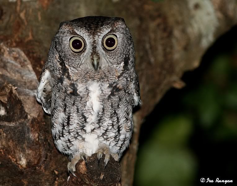 EasternScreechOwl_4163.jpg