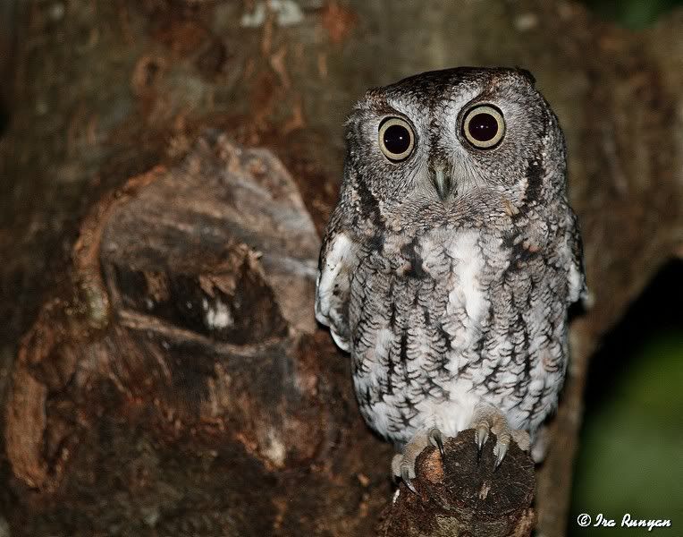 EasternScreechOwl_4164.jpg