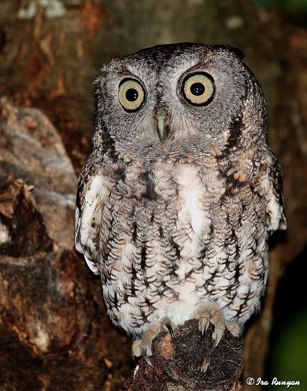 EasternScreechOwl_4169.jpg