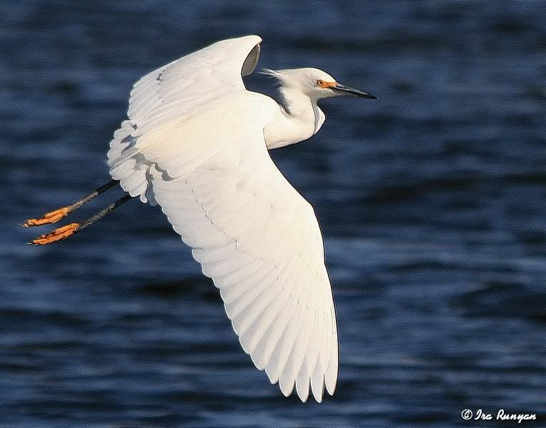 EgretFlying_3151.jpg