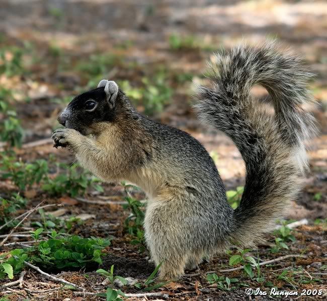 Florida Fox Squirrel