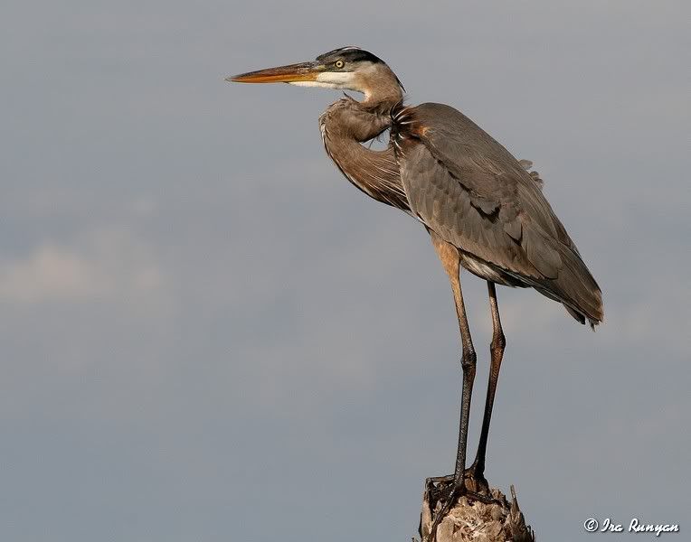 GBH_0164.jpg