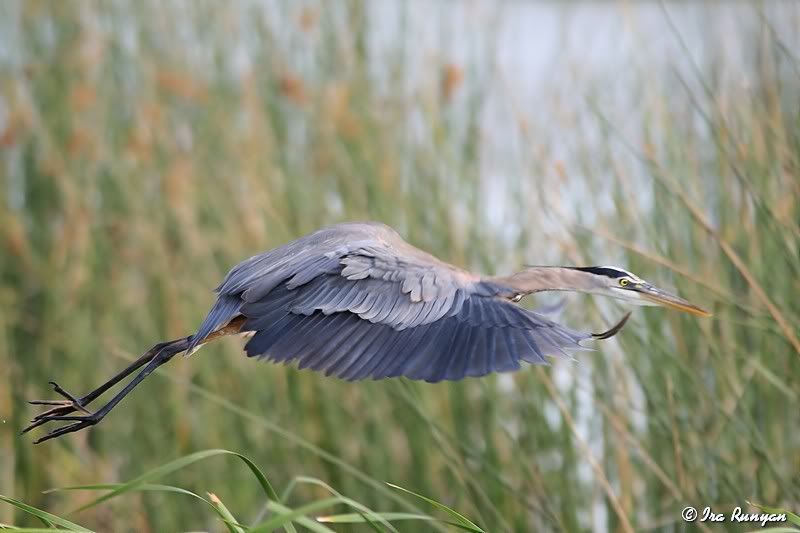 GBH_0611.jpg