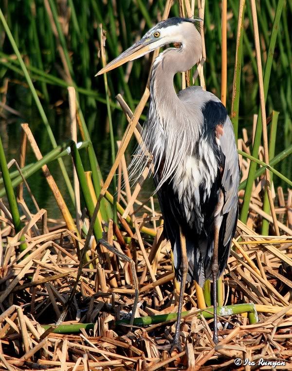 GBH_0723.jpg