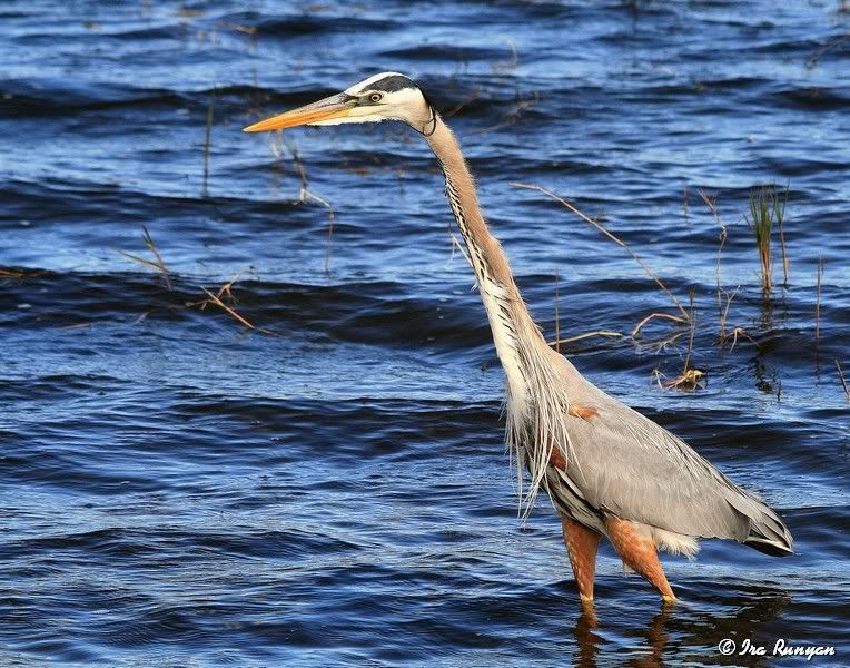 GBH_2421.jpg