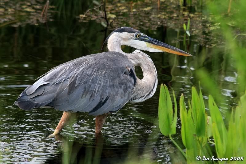 GBH_7097.jpg