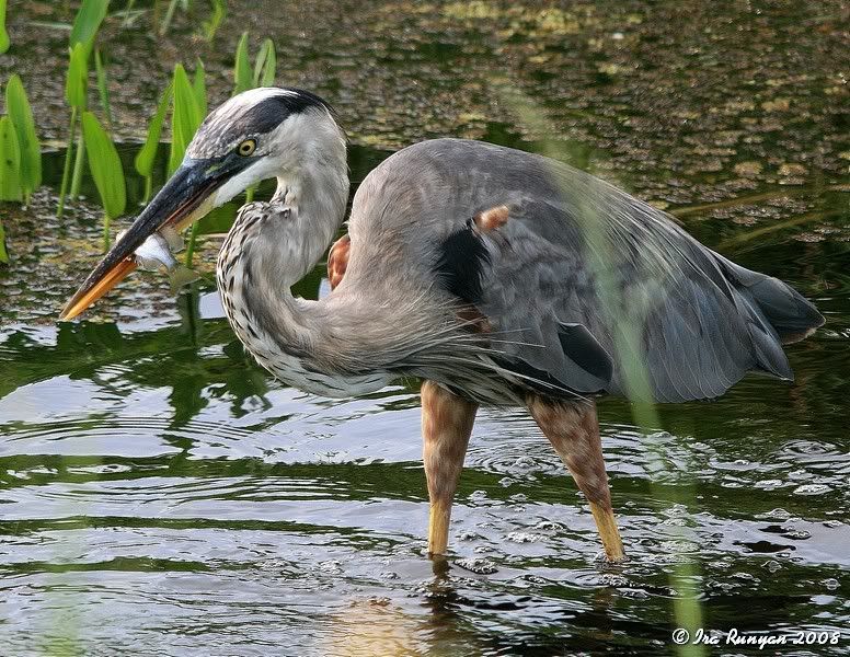 GBH_7104.jpg