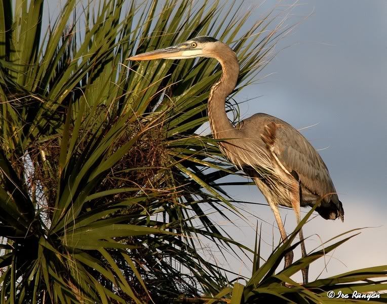 GBH_8127.jpg