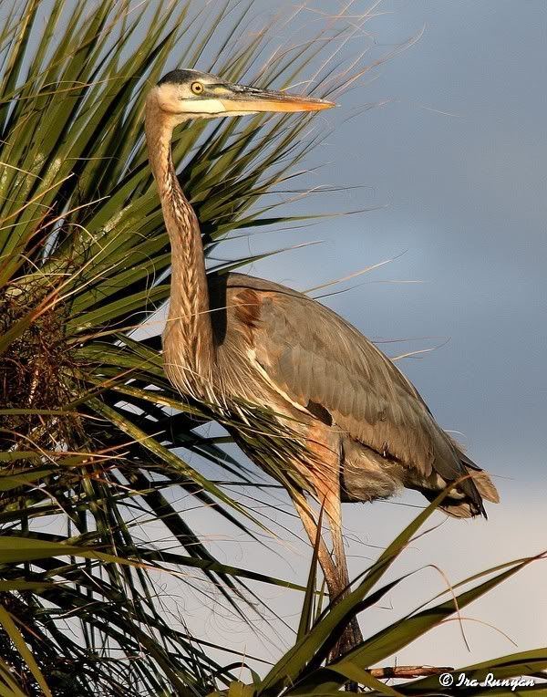 GBH_8130.jpg