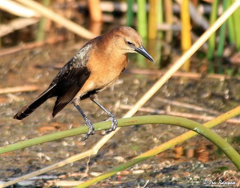 GrackelFemale_9794.jpg