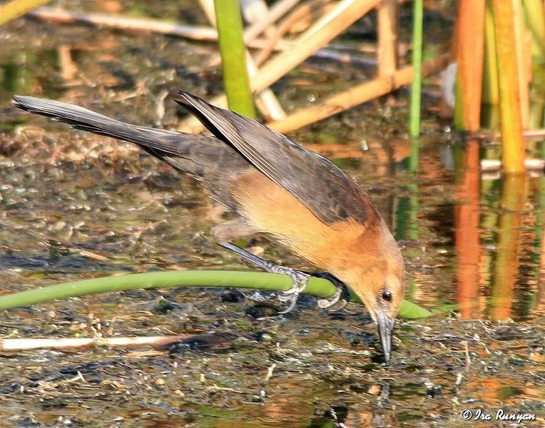 GrackelFemale_9828.jpg