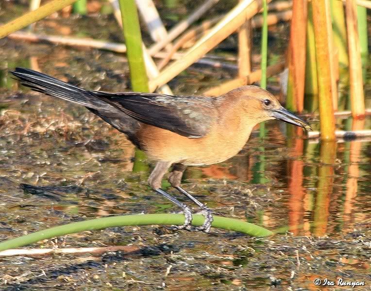 GrackelFemale_9832.jpg