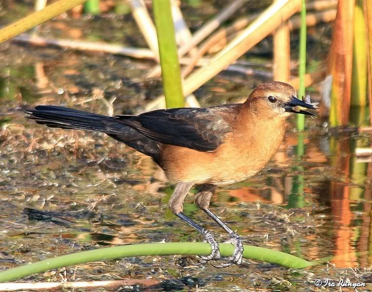 GrackelFemale_9836.jpg