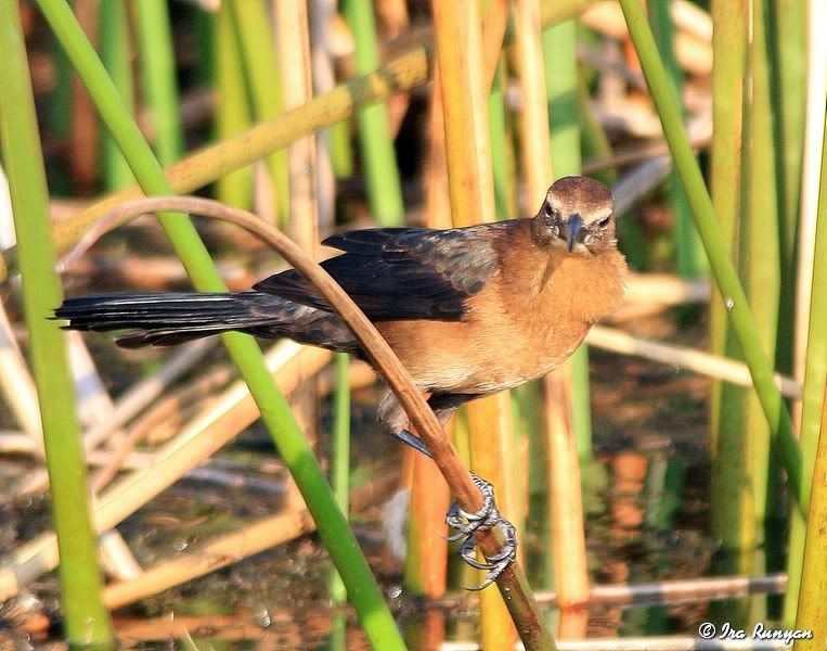 GrackelFemale_9841.jpg