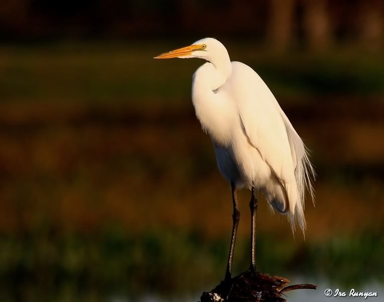 GrateEgret_8199.jpg